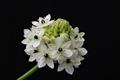 علف تگرگی ، star of Bethlehem ، Star of Bethlethem